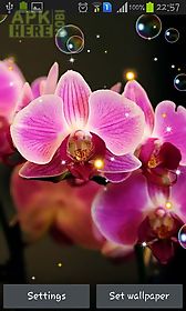 orchid hd live wallpaper