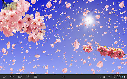 sakura free  live wallpaper