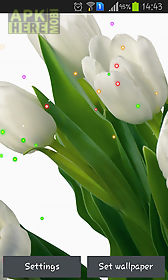springs lilie and tulips live wallpaper