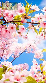 cherry blossom for chat