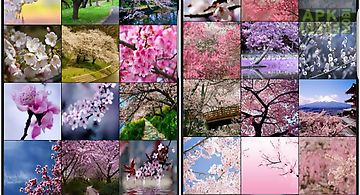 Sakura cherry blossoms hd wall