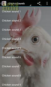 chicken sounds