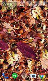 autumn leaves landscape live wallpaper