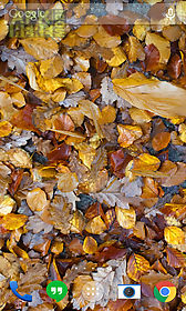 autumn leaves landscape live wallpaper
