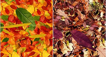 Autumn leaves landscape Live Wal..