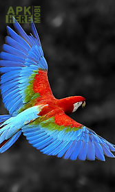 talking parrot free lwp live wallpaper