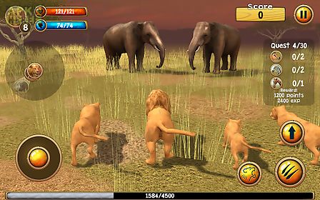 wild lion simulator 3d