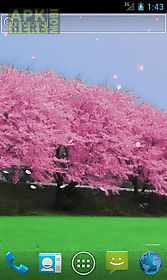 cherry blossoms