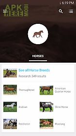 horse breeds equestrian guide