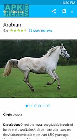 horse breeds equestrian guide