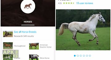 Horse breeds equestrian guide