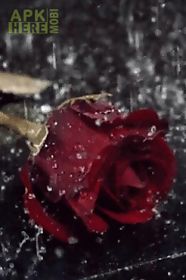rain on red rose live wallpape