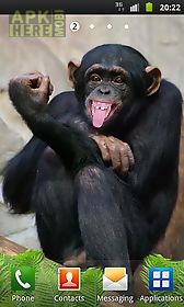 funny monkey live wallpaper
