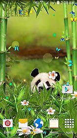 funny panda live wallpaper