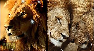 Lions Live Wallpaper