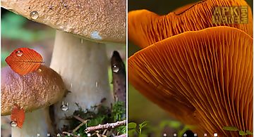 Mushrooms by blackbird wallpaper..