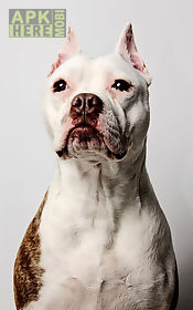 pitbull dog  live wallpaper