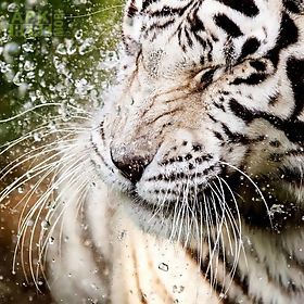 white tiger: water touch live wallpaper