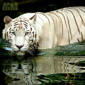 white tiger: water touch live wallpaper