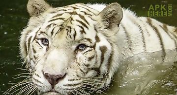White tiger: water touch Live Wa..