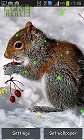 winter squirrel live wallpaper