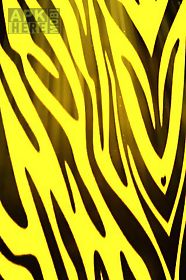 yellow zebra print  live wallpaper