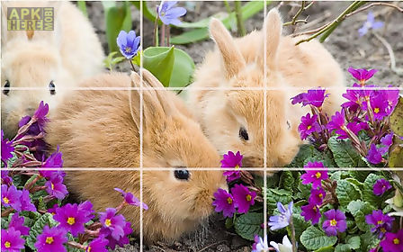 puzzle - cute bunnies