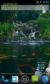 real pond with koi