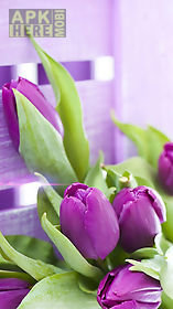 purple tulips  live wallpaper