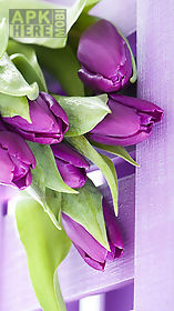 purple tulips  live wallpaper