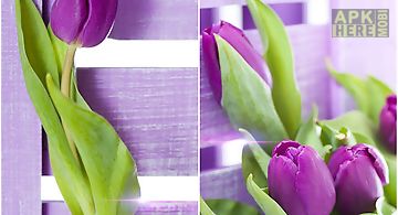 Purple tulips  Live Wallpaper