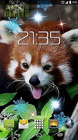 red panda live wallpaper