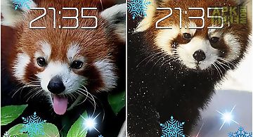 Red panda Live Wallpaper