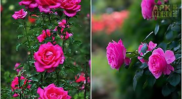 Roses: paradise garden Live Wall..