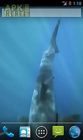 white shark hd video wallpaper