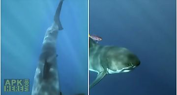 White shark hd video wallpaper