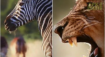African animals Live Wallpaper
