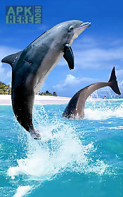 dolphin hd  live wallpaper