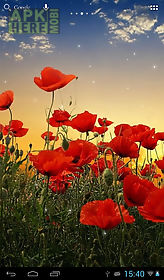 sunset over a field of poppies