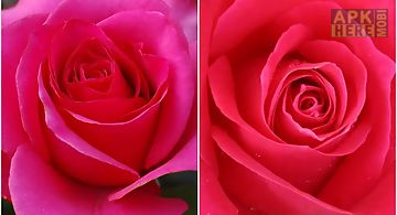3d love rose  Live Wallpaper