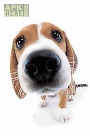 cute dog sniffs  live wallpaper