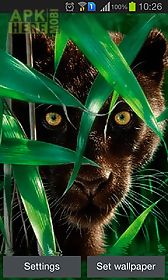 forest panther live wallpaper