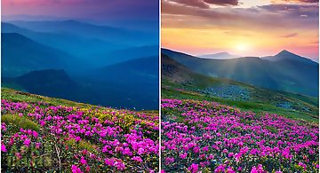 Mountain flower  Live Wallpaper
