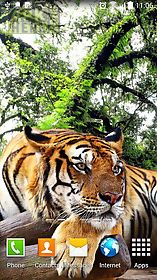 tiger by amax lwps live wallpaper