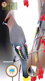 colourful birds photo frame
