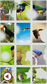colourful birds photo frame