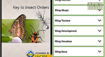 Insect orders