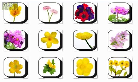 buttercup flowers onet classic game