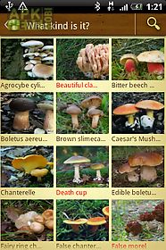 mushroom - mushtool
