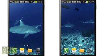 Shark video wallpaper free